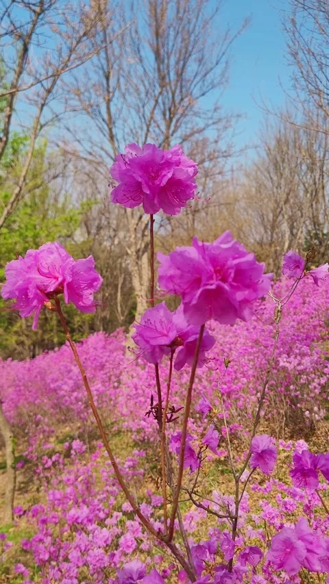 Korea resebay flower 4k vertical  V1-0003 库存影片 332150853