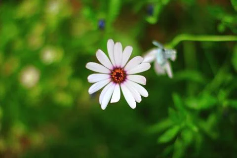 Korea0052 Stock Photos