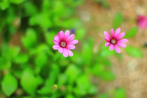 Korea0053 Stock Photos