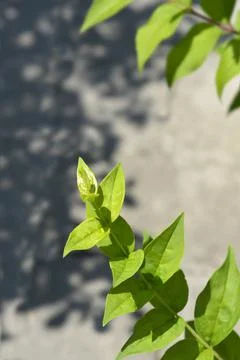 Korean abeleaf Stock Photos