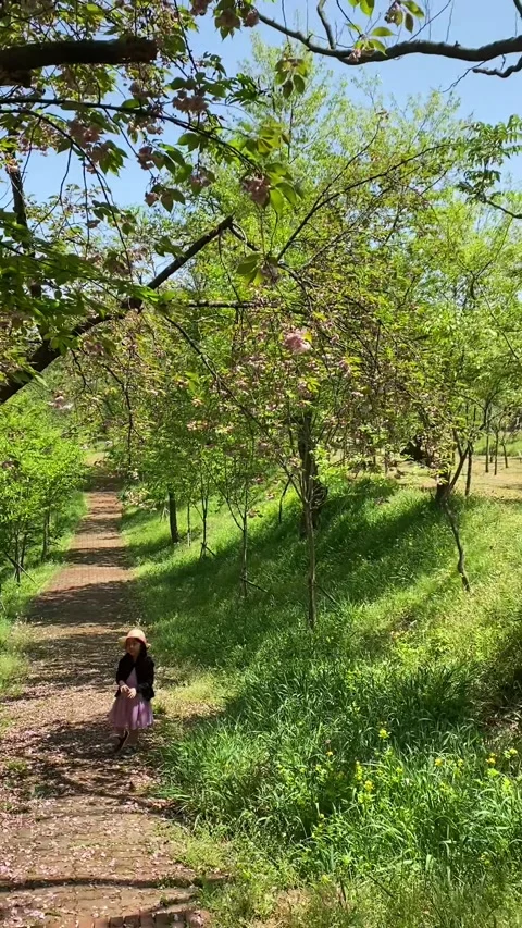 Korean child in spring forest; Vertical Stock Footage 317433114