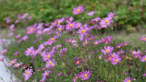 Korean dendranthema flowers Stock Footage 83293987