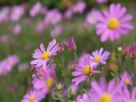 Korean dendranthema flowers Video stock 83293996