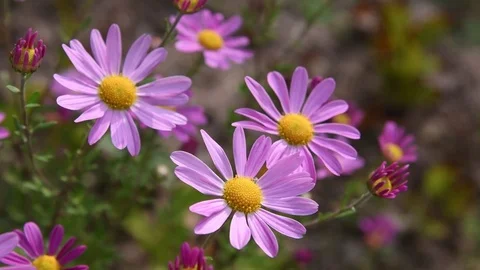 Korean dendranthema flowers Stock Footage 83294024