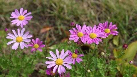Korean dendranthema flowers Stock Footage 83294036