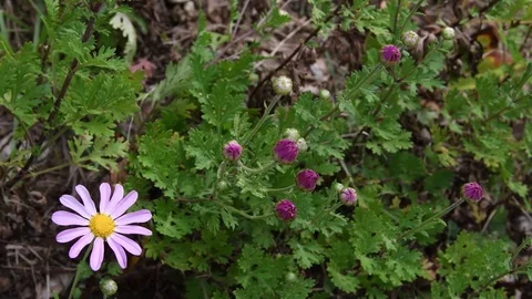 Korean dendranthema flowers Stock Footage 83294048