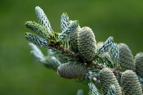 Korean fir with cones Stock Photos