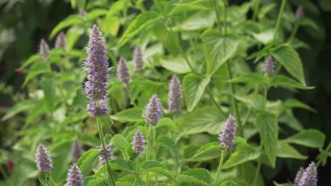 Korean mint (Agastache rugosa) static close up in shallow depth Stock Footage 342731438