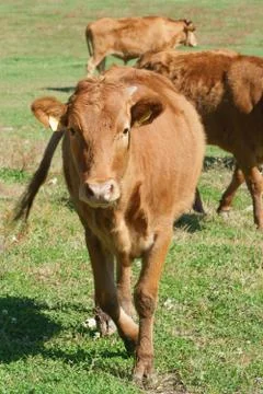 Korean Native Cattle in a field Foto stock