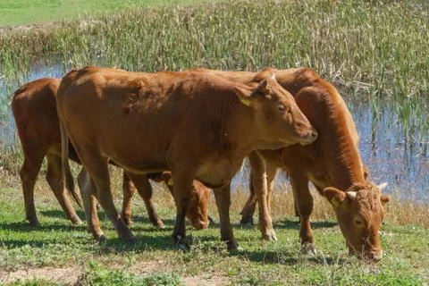 Korean Native Cattle in a field Stock Photos