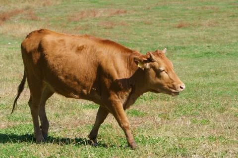 Korean Native Cattle in a field Stock Photos