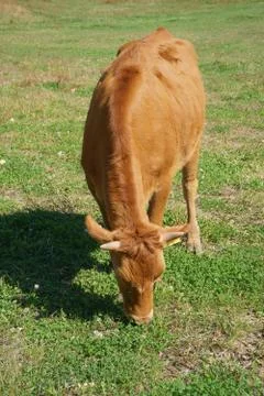 Korean Native Cattle in a field Stock Photos
