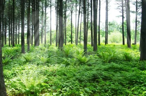 Korean pine forest Stock Photos