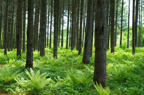 Korean pine forest Stock Photos