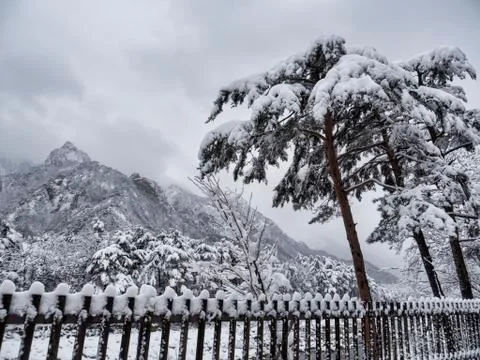 Korean pine tree under the snow and big mountains on the background. Seoraksa Stock Photos