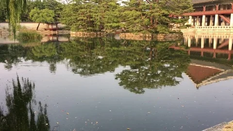 Korean Pond 库存影片 82874428