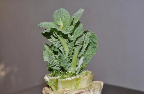 Korean sprouted cabbage Stock Photos