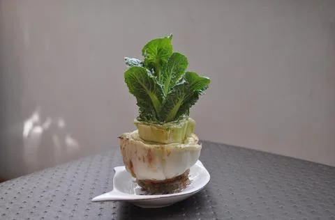 Korean sprouted cabbage Stock Photos