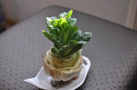 Korean sprouted cabbage Stock Photos