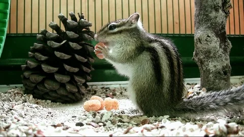 Korean squirrel eating. Stock Footage 111137581