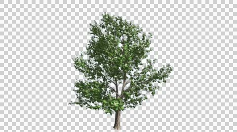Korean Stewartia Thin Tree Cut of Chroma Key Tree on Alfa Channel Tree is Stock Footage 55879911