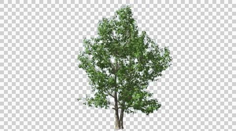 Korean Stewartia Thin Tree Cut of Chroma Key Tree on Alfa Channel Tree is Stock Footage 55880037