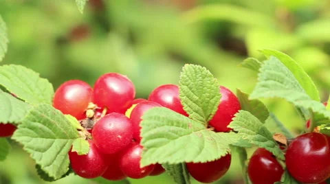 Korean sweet sunny downy  mountain  Chinese bush cherry berries panning Stock Footage 65660341