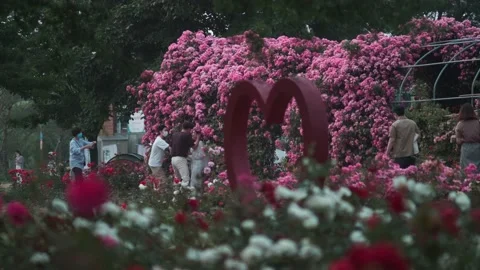 Korean's taking photograph at Han River flower park during Covid-19 Stock Footage 132109101