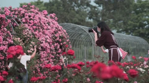 Korean's taking photograph at Han River flower park during Covid-19 Stock Footage 132109372