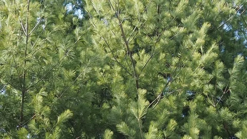 Korea's pine needle landscape Stock Footage 105331444