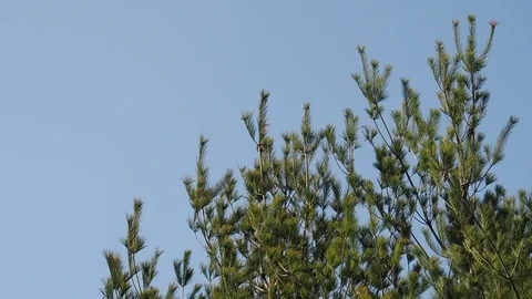 Korea's pine needle landscape Stock Footage 105331883
