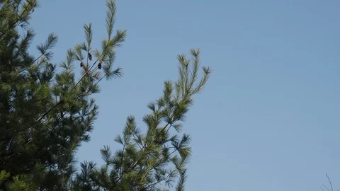 Korea's pine needle landscape Stock Footage 105384524