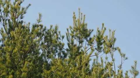 Korea's pine needle landscape Stock Footage 105384575