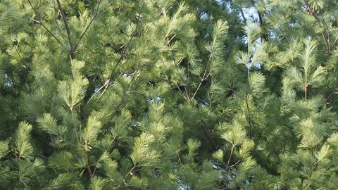 Korea's pine needle landscape Video stock 105385263