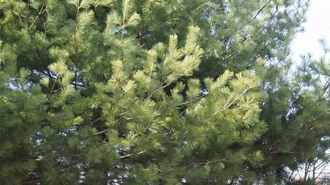 Korea's pine needle landscape Stock Footage 105385280