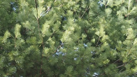 Korea's pine needle landscape Stock Footage 105385602