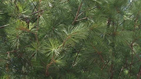 Korea's pine needle landscape Stock Footage 105385653