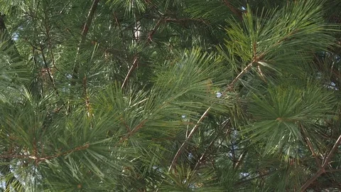 Korea's pine needle landscape Stock Footage 105385915