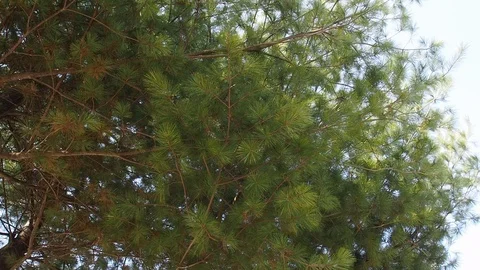 Korea's pine needle landscape Stock Footage 105386085