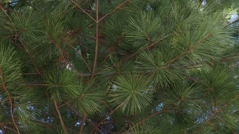 Korea's pine needle landscape Stock Footage 105386486