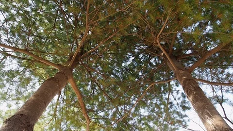 Korea's pine needle landscape Stock Footage 105386726