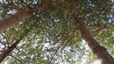 Korea's pine needle landscape Stock Footage 105387034