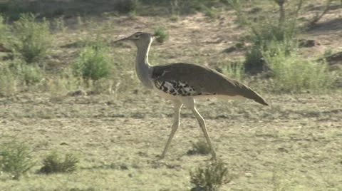 A kori bustard bird Stock Footage 16476130