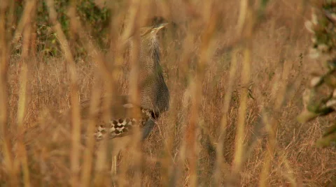 Kori Bustard 스톡 동영상 516617
