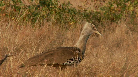 Kori Bustard 库存影片 516641