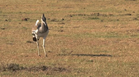 Kori bustard Stock Footage