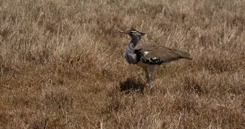 Kori Bustard Stock Footage 60382660