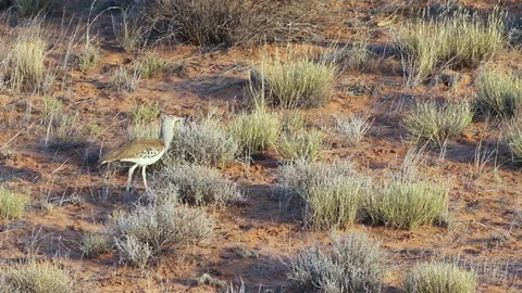 Kori Bustard Stock Footage 80522259
