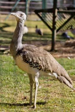 Kori Bustard Stock Photos