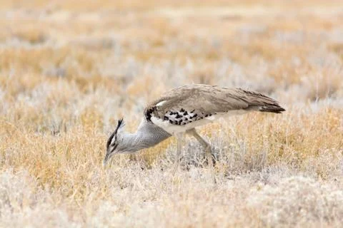 Kori Bustard. Stock Photos